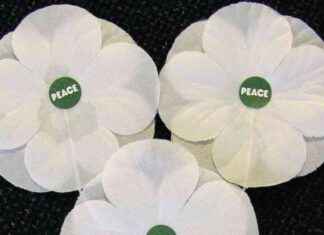 White Poppy Sales Increase Due to War in Gaza: Distributors Notice Trend news-01112024-174225