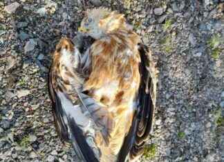 SEO Title: Bird of Prey Dies from Ingesting Decades-Banned Pesticide news-05112024-164240
