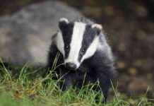 farmer-fined-for-ploughing-active-badger-sett-during-breeding-season