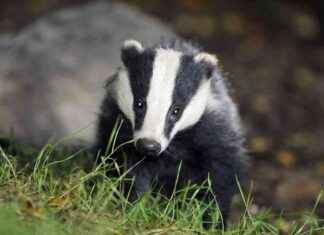 Farmer fined for ploughing active badger sett during breeding season farmer-fined-for-ploughing-active-badger-sett-during-breeding-season