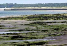 man-attacked-by-dog-at-nairn-beach-police-seek-nformation