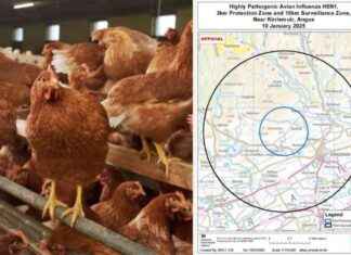Bird Flu Outbreak in Angus: Protective Zone Established bird-flu-outbreak-in-angus-protective-zone-established