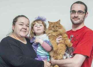 Discover Lossiemouth’s Beloved Wandering Kitten Bingo discover-lossiemouths-beloved-wandering-kitten-bingo