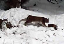 llegal-release-of-lynx-in-the-cairngorms-consequences-and-conservation-efforts