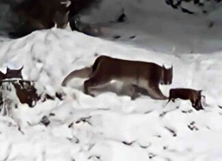 llegal-release-of-lynx-in-the-cairngorms-consequences-and-conservation-efforts