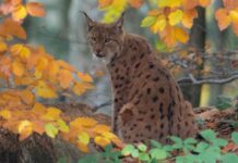 rare-lynx-sighting-in-highlands-police-assisting-wildlife-park-experts