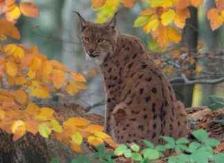Rare Lynx Sighting in Highlands: Police Assisting Wildlife Park Experts rare-lynx-sighting-in-highlands-police-assisting-wildlife-park-experts