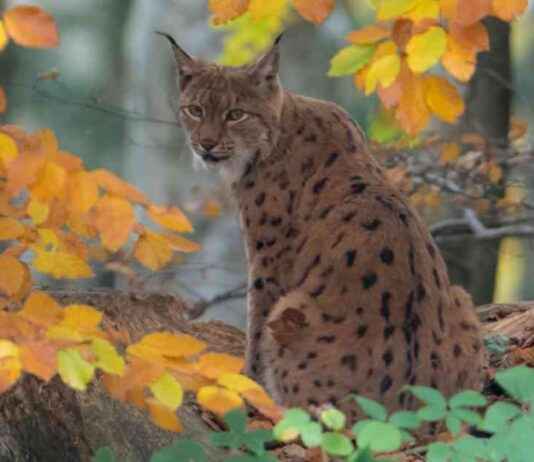 Rare Lynx Sighting in Highlands: Police Assisting Wildlife Park Experts rare-lynx-sighting-in-highlands-police-assisting-wildlife-park-experts