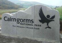 llegal-release-of-feral-pigs-in-cairngorms-national-park