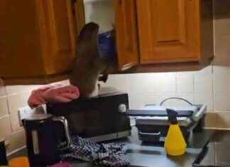 Otter breaks into Shetland home: Ransacks cupboards otter-breaks-into-shetland-home-ransacks-cupboards