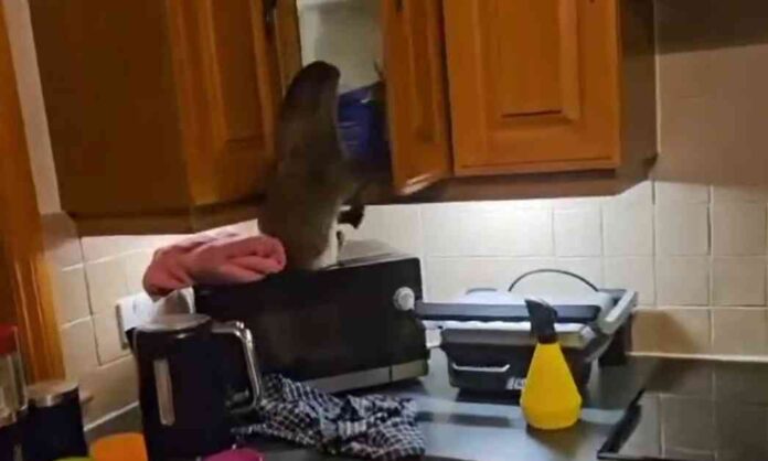 otter-breaks-into-shetland-home-ransacks-cupboards