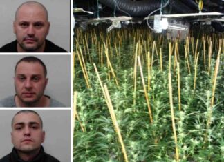 scotlands-largest-cannabis-farm-uncovered-three-men-jailed