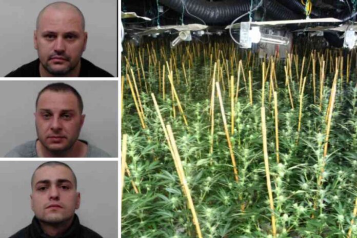 scotlands-largest-cannabis-farm-uncovered-three-men-jailed