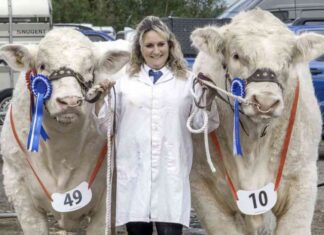 keith-simmentals-show-champion-reserve-at-stirling-bull-sales