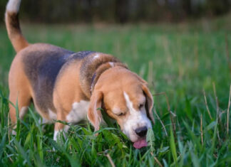 Why Do Dogs Eat Grass Why Do Dogs Eat Grass