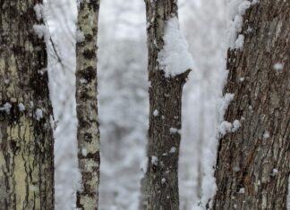 Aberdeen Forecast: What Awaits This Season? Discover Insights Now!