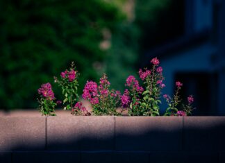 Aberdeen F.C. Vs Celtic F.C. Lineups: Who Will Claim Victory?