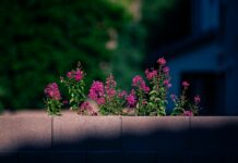 Celtic F.C. Vs Aberdeen F.C.: Who Will Dominate the Clash?