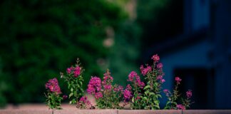 Hibernian F.C. Vs Aberdeen F.C. Stats: Who Dominates the Clash?