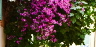 Maggie’s Holburn Street Aberdeen: Discover The Hidden Culinary Gem