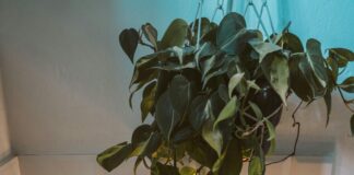 Leonardo Hotel Aberdeen: Discover Luxury and Comfort Awaits You