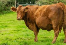 Aberdeen Angus: Discover The Secrets Behind This Premium Beef Delight