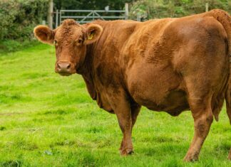 Aberdeen Angus: Discover The Secrets Behind This Premium Beef Delight