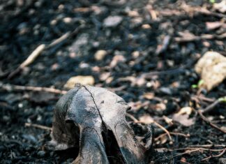 Abedeen P&J Deaths: What Lies Behind The Tragic Headlines?