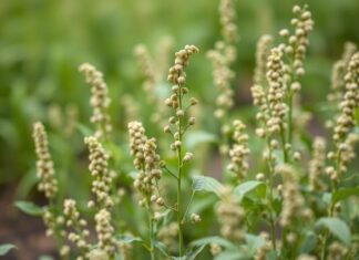 Chia Seed Farming: A Growing Opportunity in the UK’s Agricultural Sector Chia Seed Cultivation: An Expanding Prospect in the UK's Agricultural Industry